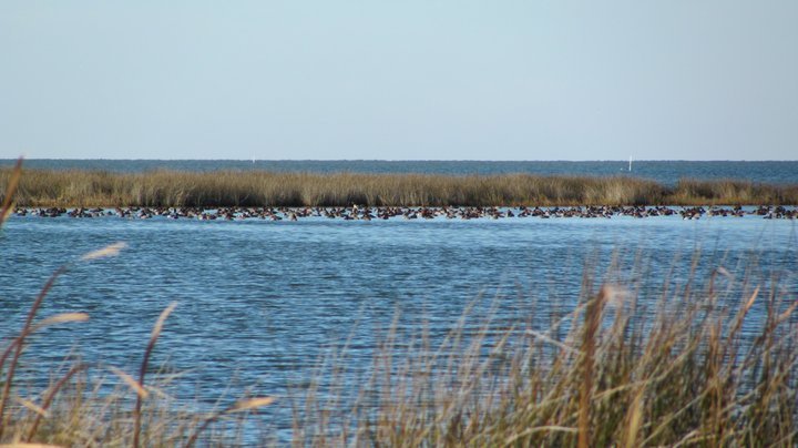 Things To Do Island Guide Services